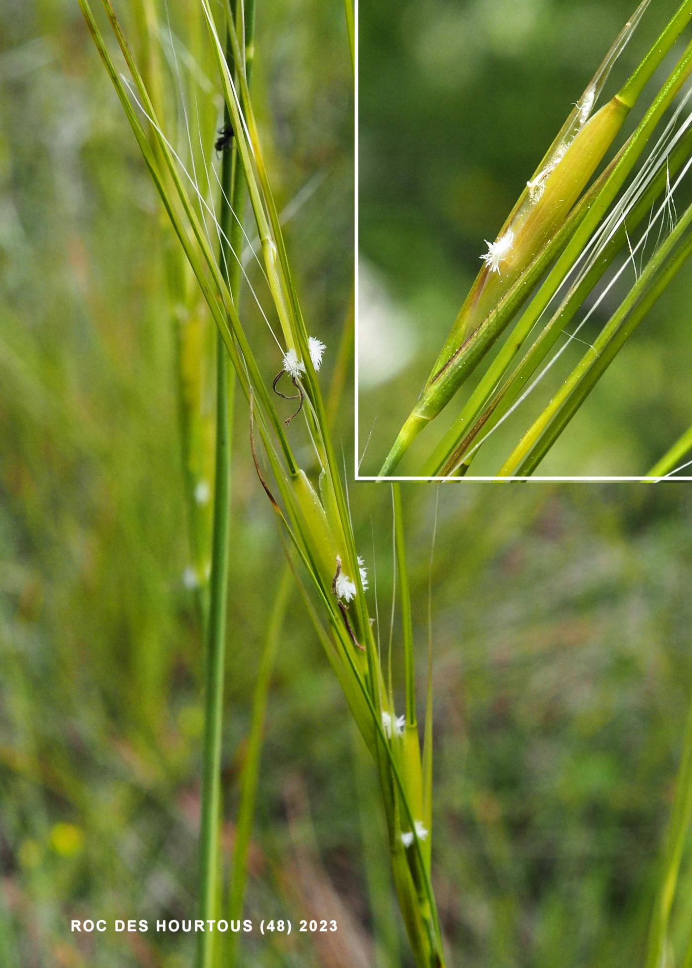 Feather-grass flower